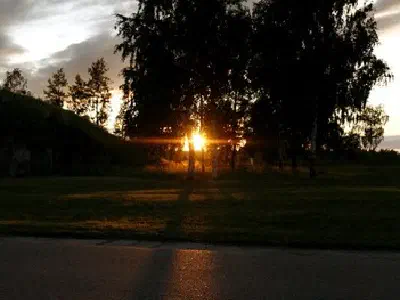 Dancing Trees